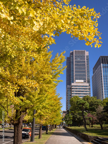 東京都 丸の内オフィスビル街とイチョウ並木 