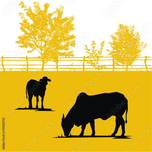 Nelore cattle silhouette on farm illustration photo