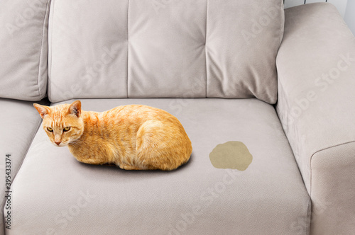 Foto Cute cat sitting near wet or piss spot on the sofa inside the room