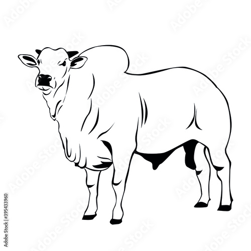 Nelore cattle vector. Cow illustration on white background