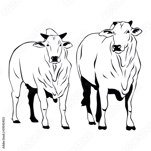 Nelore cattle vector. Line illustration on white background