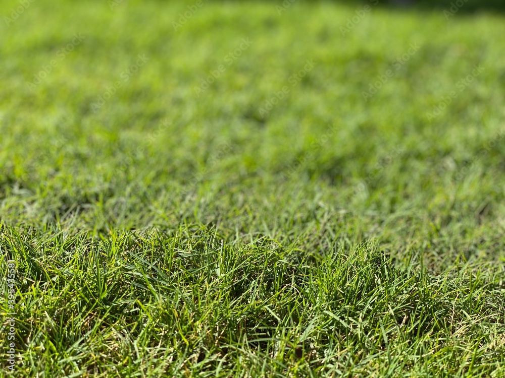 Lush green grass with soft focus in background Lush green grass with soft focus in background