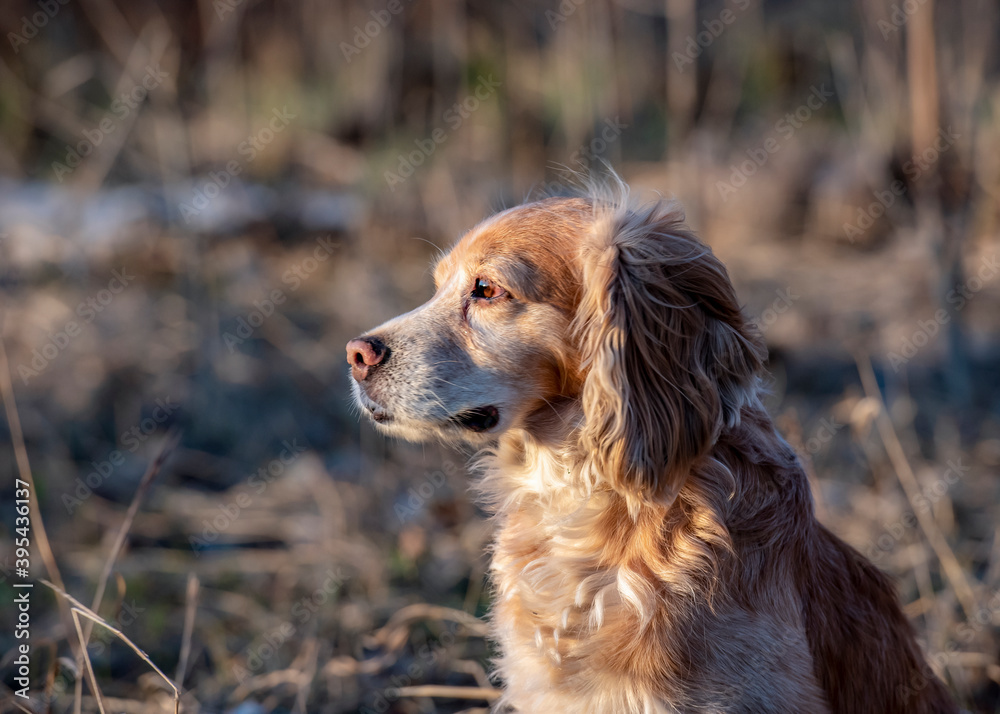 A hunting dog listening attentively