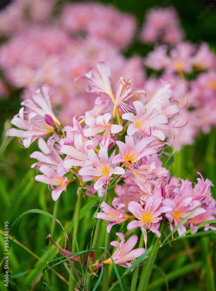 Bunches of Pink Summer Flowers In Garden Bunches of Pink Summer Flowers In Garden