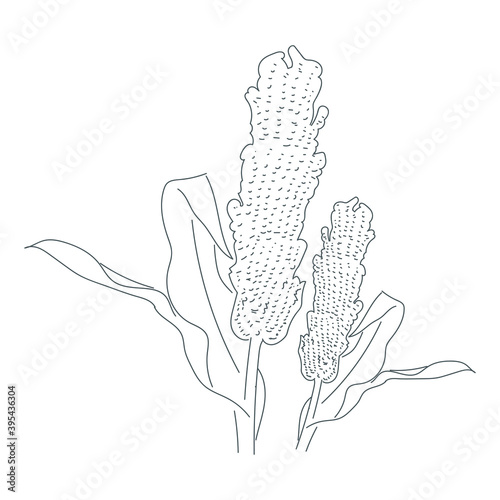 Sorghum line art illustration. Hand drawn