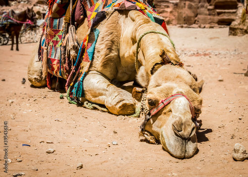 A brooding camel resting in camp in Egypt photo