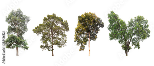 Isolated tree collection on white background