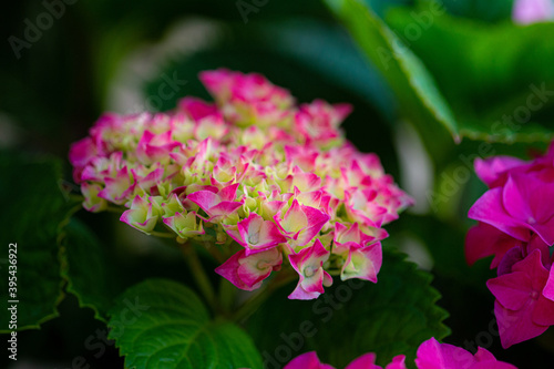 Hydrangea