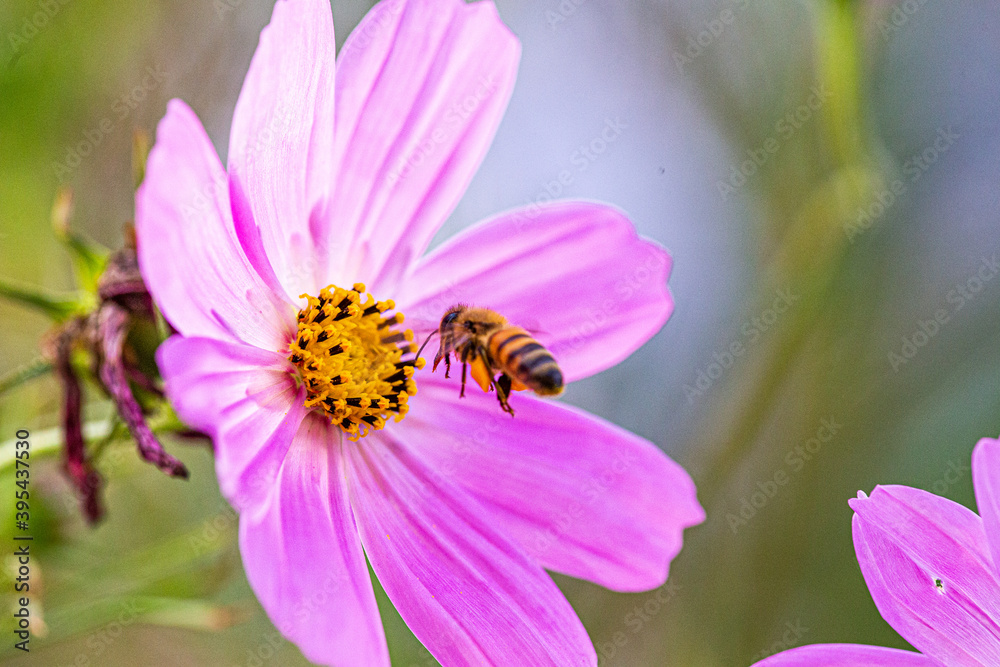 Bee on cosmo flower Bee on cosmo flower