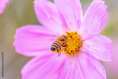 Bee on cosmo flower