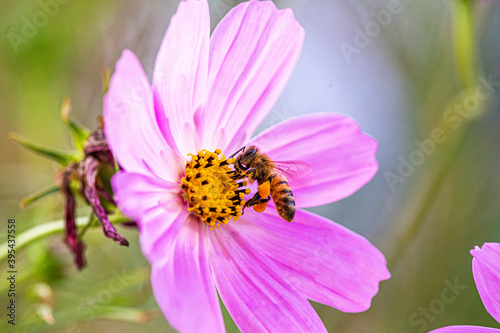 Bee on cosmo flower