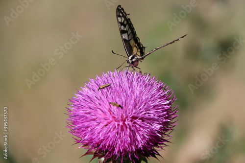Beautiful butterfly. She is perched on a pink  flower.