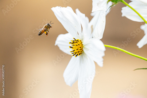 Bee on cosmo flower