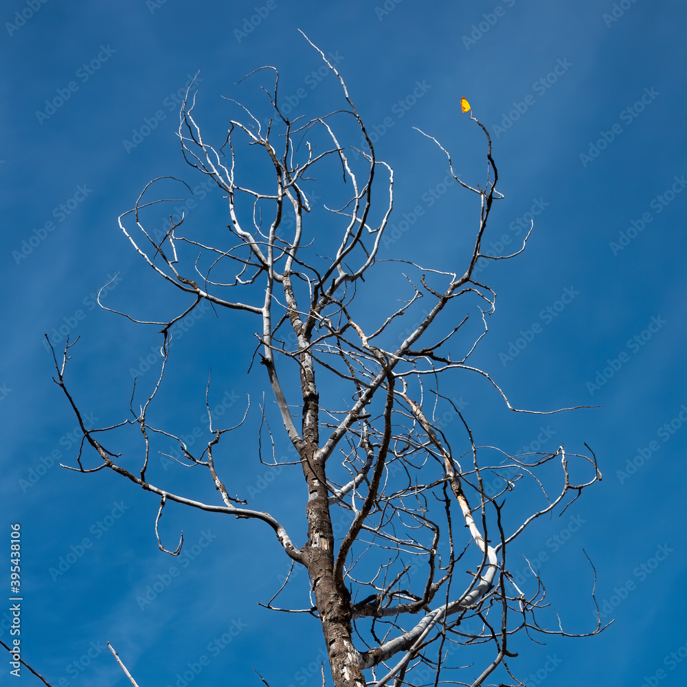 single leaf on tree