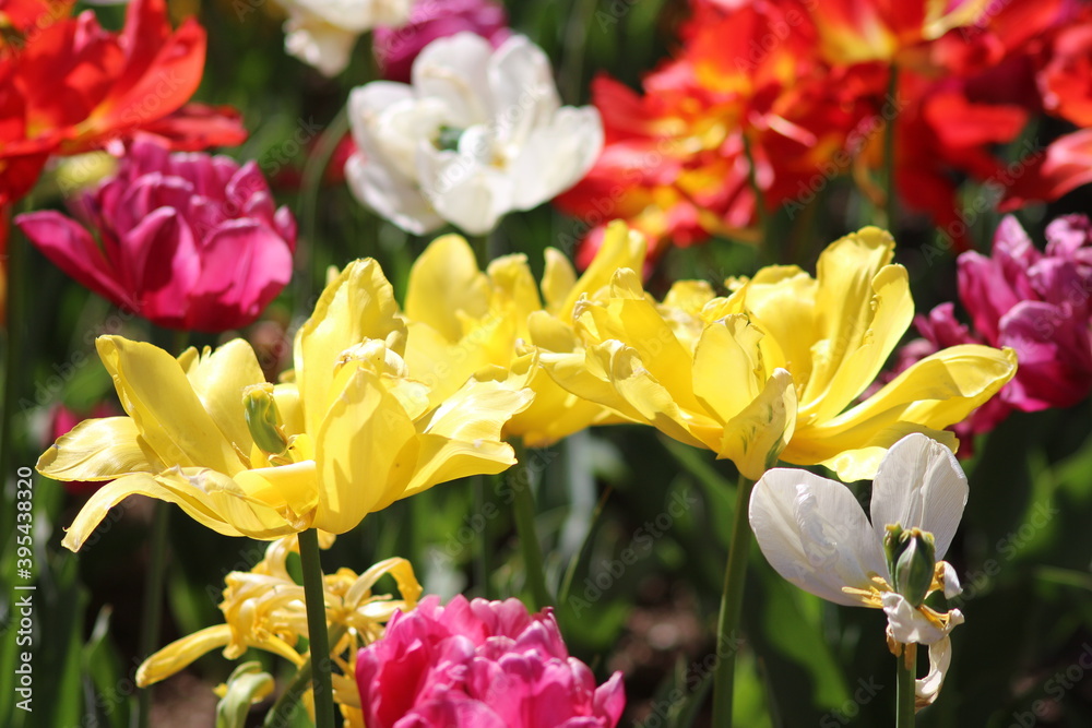 Blooming of wonderful tulips. Garden cosmos with different colors. Blooming of wonderful tulips. Garden cosmos with different colors.