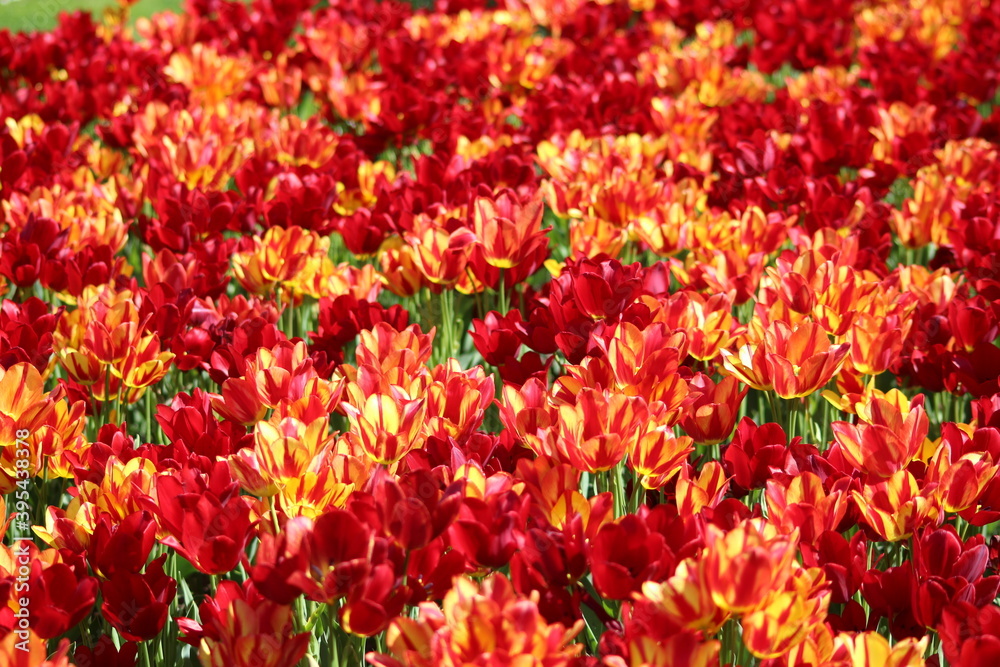 Blooming of wonderful tulips. Garden cosmos with red and red yellow flowers. Blooming of wonderful tulips. Garden cosmos with red and red yellow flowers.