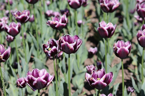 Blooming of wonderful black tulip among other tulips.