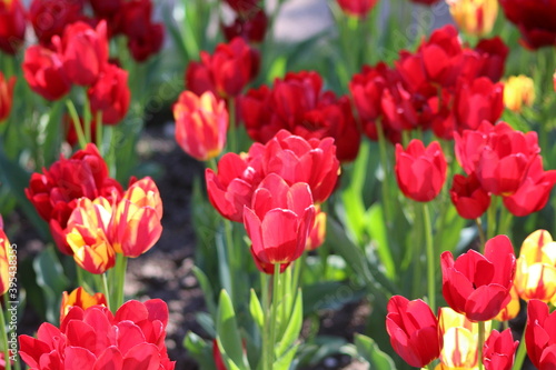 Blooming of wonderful tulips. Garden cosmos with  red  and red yellow flowers.