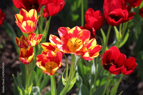 Blooming of wonderful tulips. Garden cosmos with  red  and red yellow flowers.