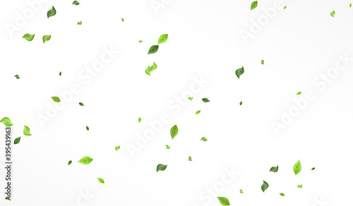 Swamp Leaf Falling Vector White Background 