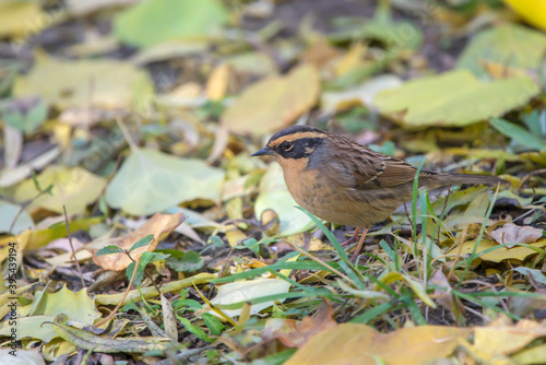 Prunella montanella foraging on grass full of fallen leaves photo