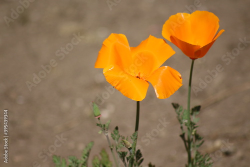 Blooming of wonderful California Poppy  Eschscholzia Californica . Closeup.