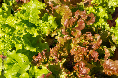 Mixed lettuce (Lactuca sativa) grown in garden