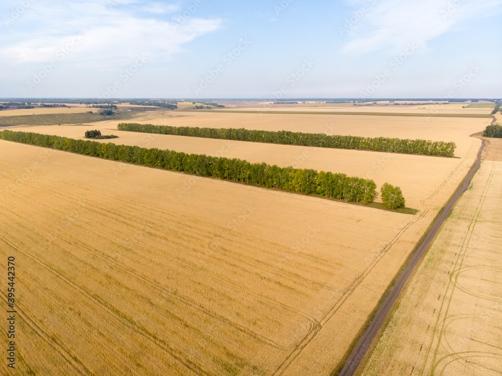 Obraz premium Plowed field on forest background. Cloudy day.