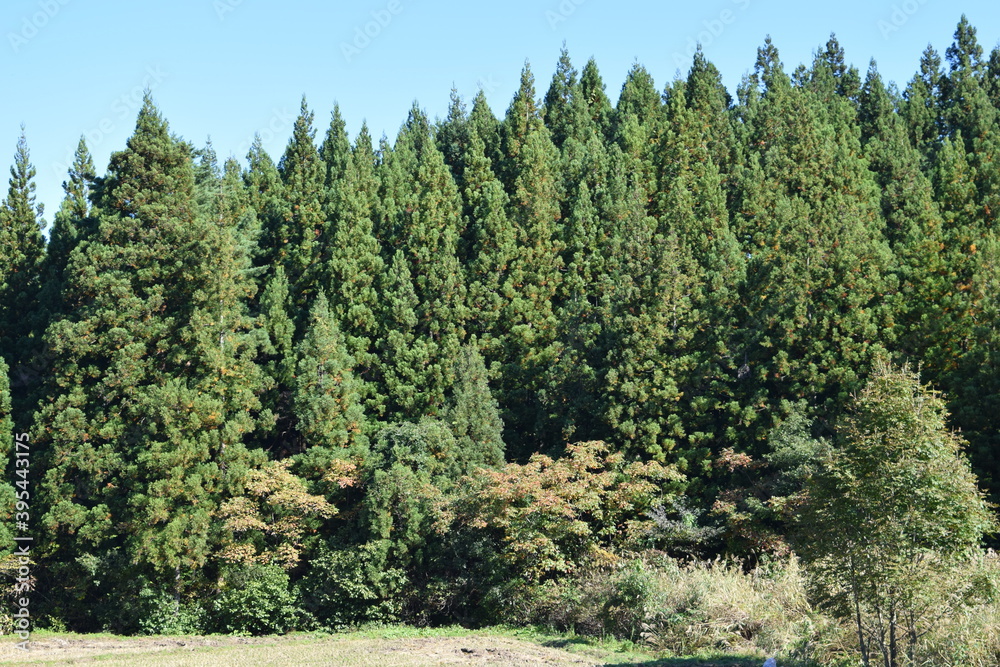 スギ林 山形県の山林 スギ林 山形県の山林