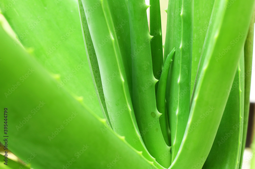 Close up of aloe vera plant growing in the garden. Close up of aloe vera plant growing in the garden.