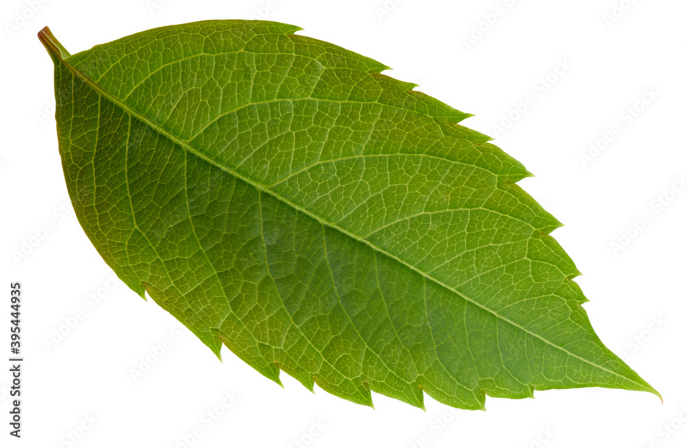 Nut leaf isolated on a white background Nut leaf isolated on a white background