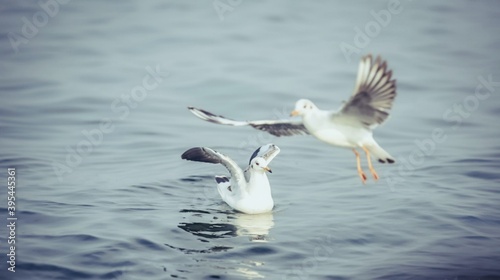 seagull in the water