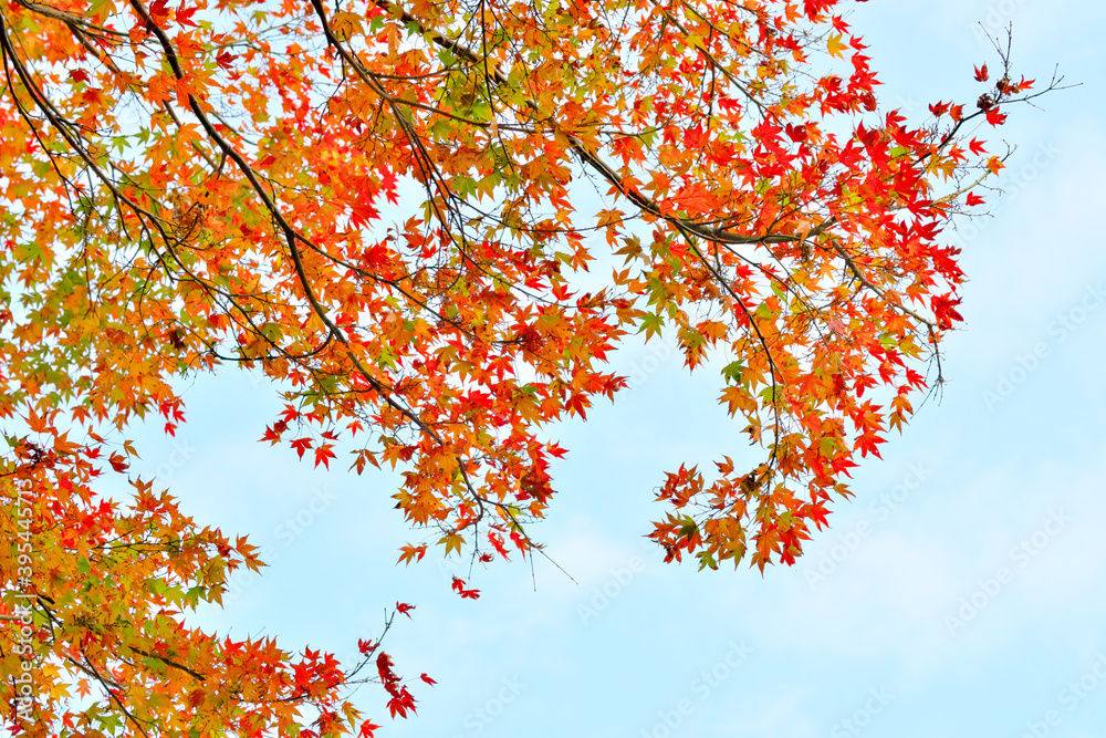 緑色の入った紅葉 緑色の入った紅葉