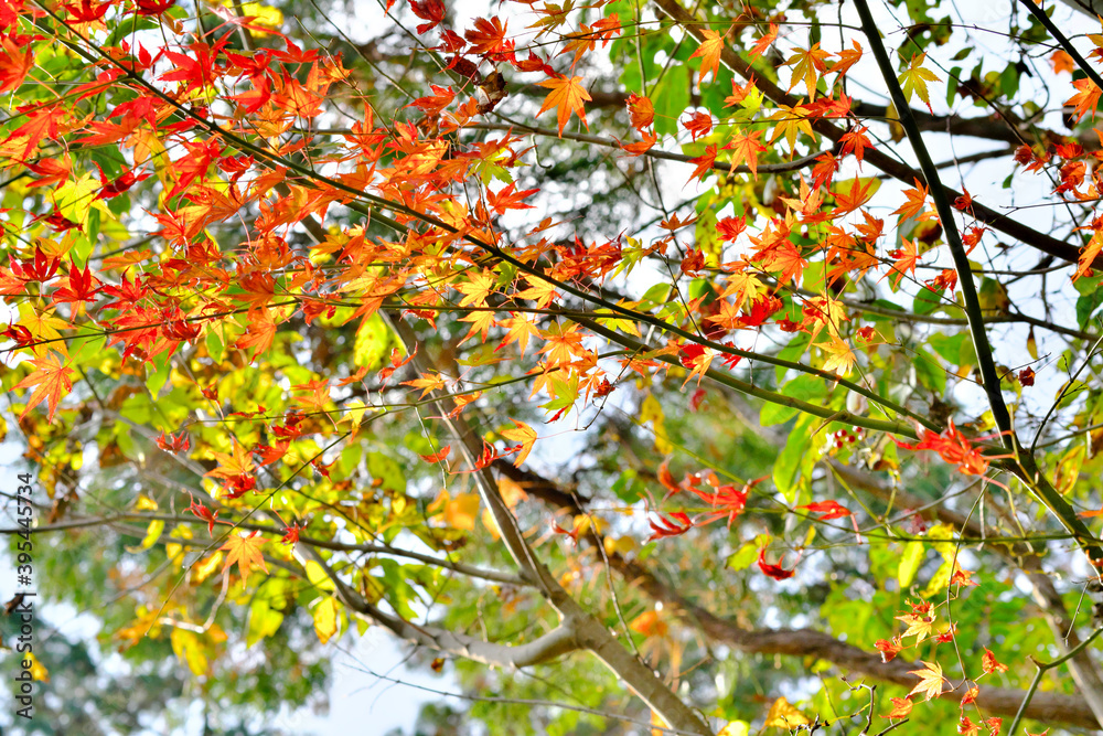旬を過ぎた紅葉の木 旬を過ぎた紅葉の木