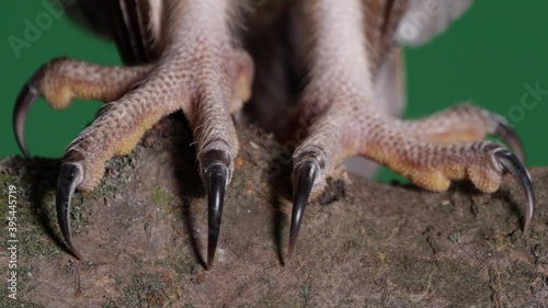 Barn owl on tree branch, closeup view photo