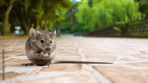 Gray small cute mouse on wooden floor