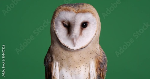 Beautiful barn owl on green background, closeup view photo