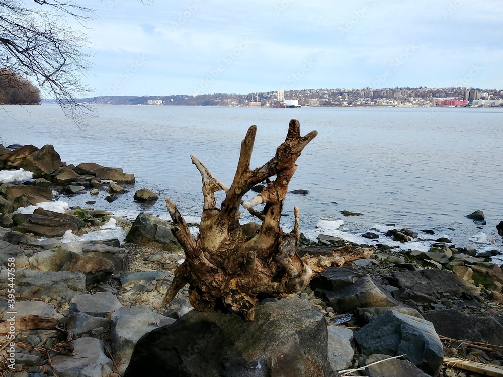 Driftwood on the banks of the Hudson River at Palisades Interstate Park, New Jersey