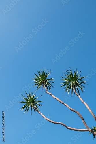 Dracaena tree (Dracaena loureiri Gagnep) against clear blue sky without clouds on a sunny day background.