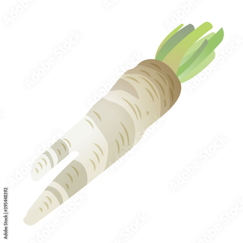 ラディッシュホース（西洋ワサビ）