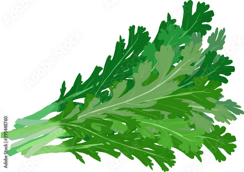 旬の野菜春菊のイラスト