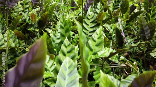 Camera Tracking on Wild Aglaonema Grows Naturally in Tropical Forest photo