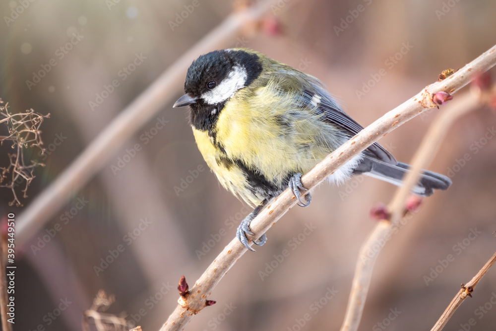 Obraz premium Cute bird Great tit, songbird sitting on a branch without leaves in the autumn or winter.