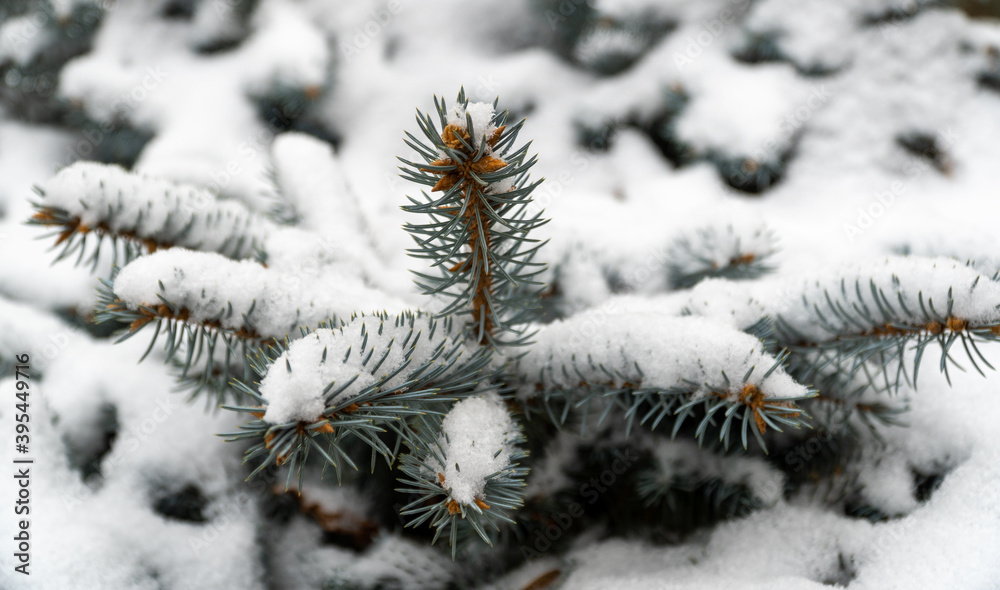 beautiful evergreen tree in the forest and covered with snow. snow-covered Christmas tree. blue spruce branch close-up. selective focus, blurred background.