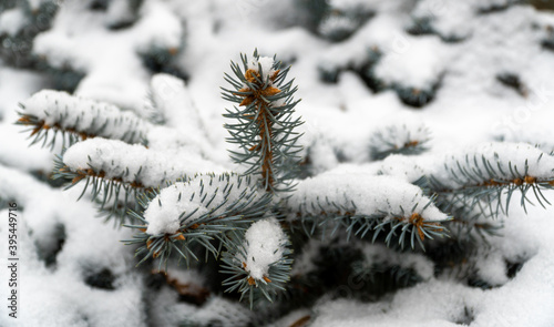 beautiful evergreen tree in the forest and covered with snow. snow-covered Christmas tree. blue spruce branch close-up. selective focus, blurred background. © Анатолий Казаков