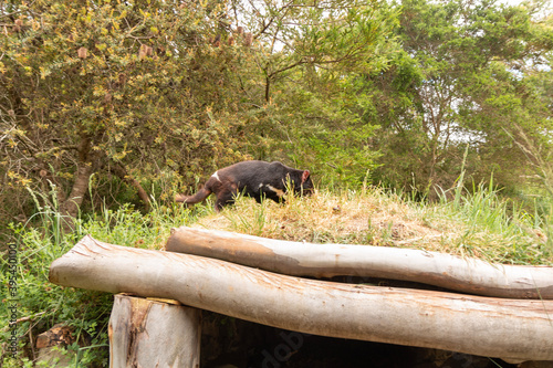 Cute little Tasmanian Devil at Unzoo photo