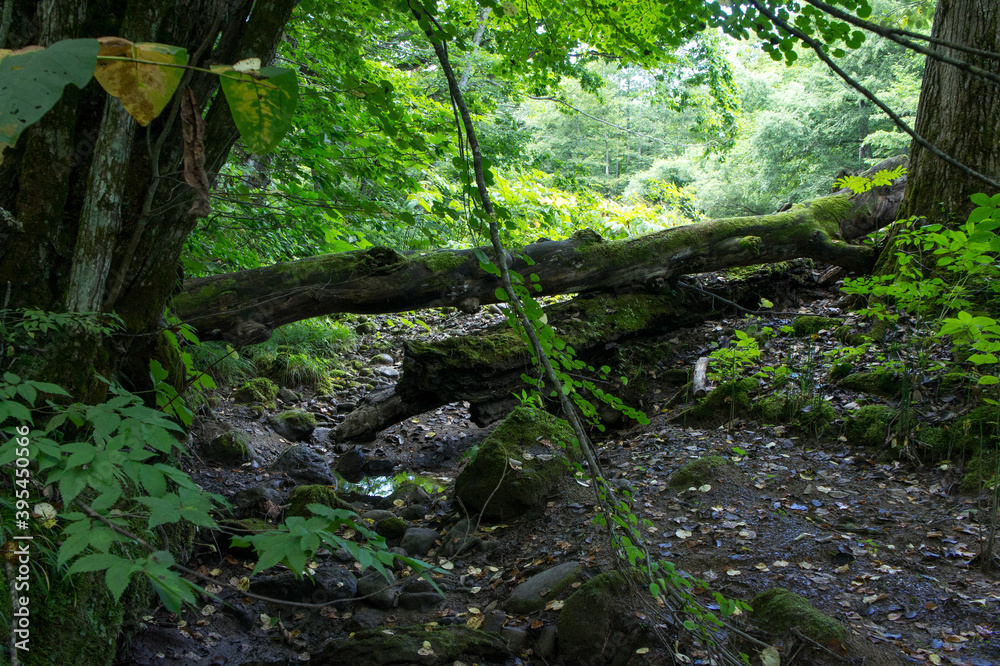 Fototapeta premium SONY DSC forest in spring, Tohoku area in japan
