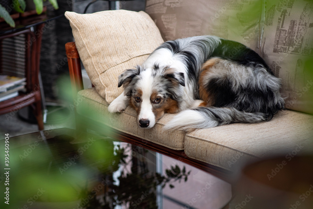 Blue Merle Australian Shepherd. Care for long curly hair. The puppy lies and looks at the camera with a sad look. Obedience, patience and training. Aussie is waiting for the owner