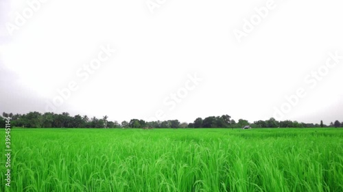 Landscape view of vibrant green rice fields under a clear sky in countryside. Beauty of agriculture.
