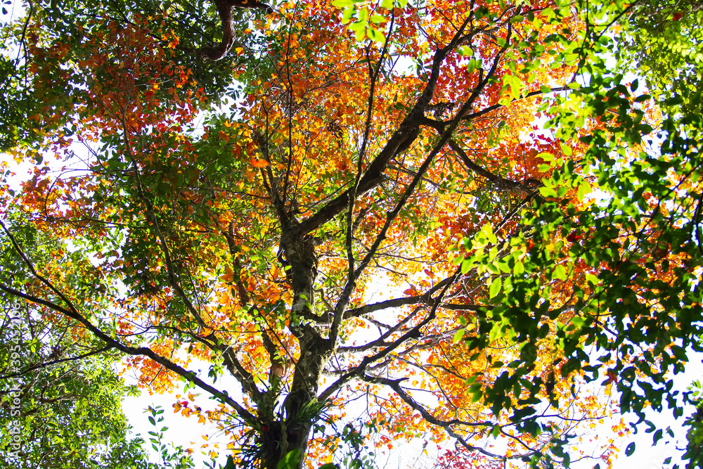 Beautiful autumn landscape, Colorful Autumn colorful maple leaf under the maple tree North of Thailand